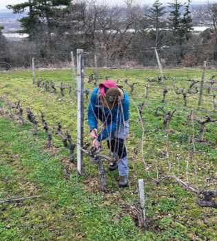 taille 2026 domaine cave cluzel